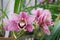Flowers of pink orchid. Horizontal photo of phalaenopsis flowers. Orchid in bloom. Pink phalaenopsis. Botanical Garden. Wallpaper