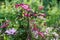 Flowers of pink and red clematis in the spring garden. Bush of lilac clematis