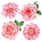 Flowers, pink roes and gerbera isolated white background, watercolor illustration