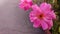 Flowers of pink rose in the summer garden. Couple of Indian rose in windy garden closeup.