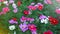 Flowers pink:Sulfur Cosmos,Cosmos, Pink, Magenta, White Sulfur Cosmos in the garden