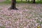 Flowers of pink trumpet tree falling on ground