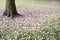 Flowers of pink trumpet tree falling on ground