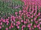 Flowers pink tulip. Bud of a spring flowers. Field of beautiful tulips. Side view. For design.