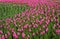 Flowers pink tulip. Bud of a spring flowers. Field of beautiful tulips. Side view. For design.
