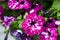 The flowers of pink vivid Petunia close up.