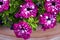 The flowers of pink vivid Petunia close up.