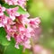 Flowers of pink weigela