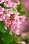 Flowers of pink weigela