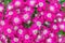 Flowers Pink and white Cineraria