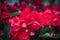 Flowers plant begonia pink red spring gardening