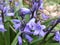 Flowers of a plant of the genus Scilla