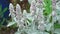 Flowers of plant Herb Lambs ear. Stachys Byzantine or stahis woolly