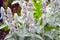 Flowers of plant Herb Lambs ear. Stachys Byzantine or stahis woolly