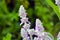 Flowers of plant Herb Lambs ear. Stachys Byzantine or stahis woolly