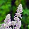 Flowers of plant Herb Lambs ear. Stachys Byzantine or stahis woolly