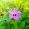 Flowers from the plant Ipomoea triloba, species Ipomoea morning glory.