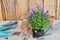 Flowers  plant with its clod on a shovel  for potting