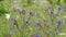 Flowers of plant Volovik azure (Anchusa azurea)