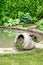 Flowers are planted in broken decorative pot near the pond