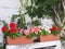 Flowers in Planter Boxes, Greek Island