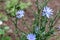 Flowers plants chicory, used as a drink, brewed as a substitute for coffee, chicory flower