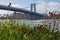 Flowers and Plants at Domino Park with the Williamsburg Bridge in the Background in Williamsburg Brooklyn New York