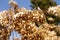 Flowers plants dried hydrangea