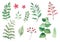 Flowers and plants set watercolour vectors leaves and branches