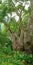 Flowers, plants and trees in Kirstenbosch Botanical Gardens in Cape Town, South Africa. Landscape view of greenery and