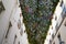 Flowers plastic roof sky in artificial flower hanging on the street