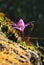 Flowers(Pleione formosana)