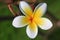 Flowers:Plumeria,Frangipani,Temple Tree,flower dance.