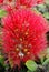 Flowers of the Pohutukawa (Metrosideros excelsa)