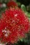 Flowers of the Pohutukawa Tree (Metrosideros excelsa)