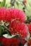 Flowers of the Pohutukawa Tree (Metrosideros excelsa)