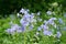 Flowers Polemonium