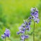 Flowers Polemonium