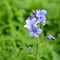 Flowers Polemonium caeruleum