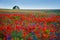 Flowers poppies and bells field on morning colors