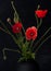 Flowers poppies in a vase