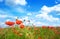 Flowers poppy on a background of the blue sky