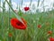 Flowers poppy field on a summer day. Serenity and tranquility. Selective focus