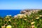 Flowers on the portuguese cliff