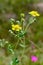 Flowers of Potentilla argentea on a summer meadow