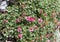 Flowers POTENTILLA NITIDA and green leaves rare plant of Alps