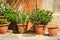 Flowers in pots.