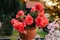 flowers in pots , colorful flowers pots