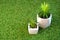 Flowers in pots on a green artificial grass, copy space. Greenering concept background.