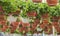 flowers in pots hung from the ceiling